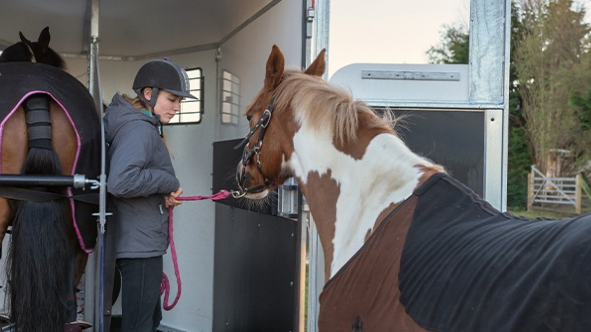 Equipement cheval, pour un maximum de protection