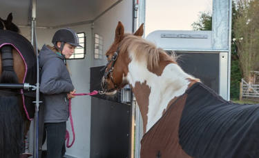 Illustration : "Transporter son cheval"