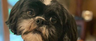 Illustration : "Véritable gourmet, ce chien ne mange qu'à la condition que la nourriture offerte par son propriétaire soit « humaine » (Vidéo)"