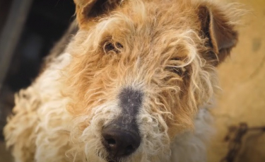 Illustration : "Ému par cet homme qui lui offre son aide, ce chien malade attaché quotidiennement pleure quand il comprend qu’il va être secouru !"