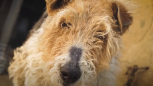 Illustration : Ému par cet homme qui lui offre son aide, ce chien malade attaché quotidiennement pleure quand il comprend qu’il va être secouru !