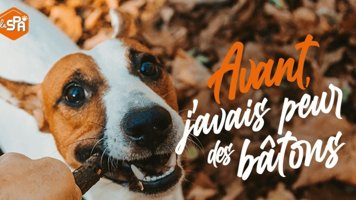 Illustration : "Après l’abandon de plus de 8000 chiens et chats cet été, la SPA lance 