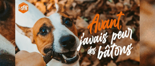 Illustration : "Après l’abandon de plus de 8000 chiens et chats cet été, la SPA lance