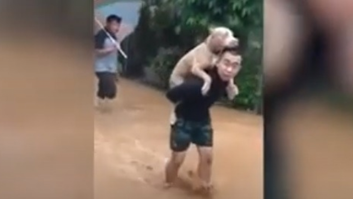 Illustration : "Menacé par des inondations, cet homme porte un Pitbull sur ses épaules sous une pluie torrentielle pour le sauver !"
