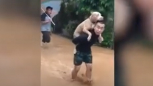 Illustration : "Menacé par des inondations, cet homme porte un Pitbull sur ses épaules sous une pluie torrentielle pour le sauver !"