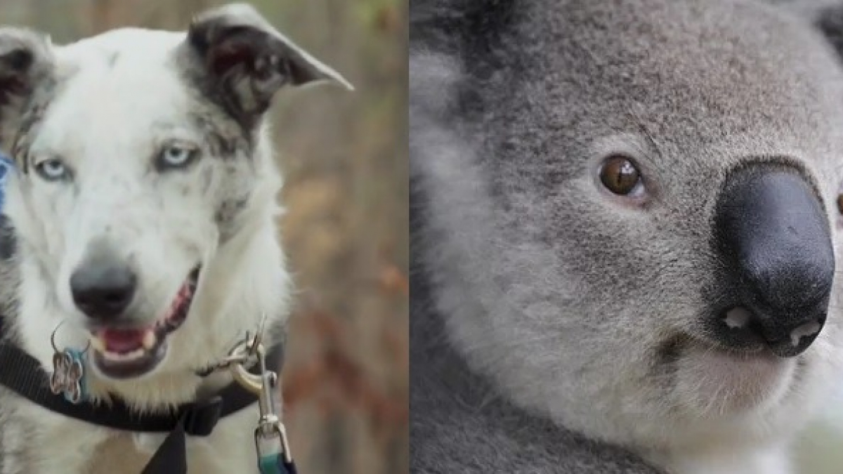 Illustration : "Utilisés pour sauver des animaux sauvages blessés, ces chiens permettent aux chercheurs de pérenniser l’espèce des koalas !"