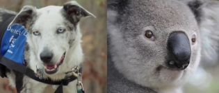 Illustration : "Utilisés pour sauver des animaux sauvages blessés, ces chiens permettent aux chercheurs de pérenniser l’espèce des koalas !"