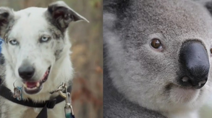 Illustration : Utilisés pour sauver des animaux sauvages blessés, ces chiens permettent aux chercheurs de pérenniser l’espèce des koalas !