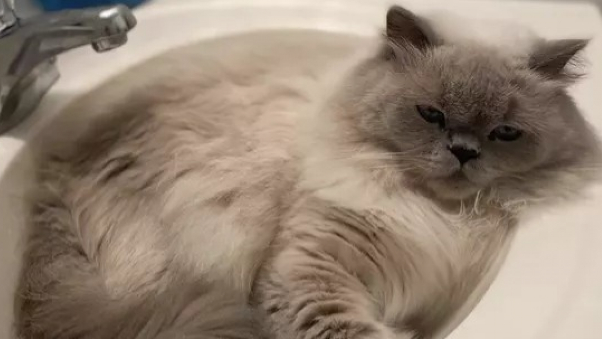 Illustration : "17 photos de chats qui ont décidé qu’ils ne dormiraient plus dans un panier après avoir goûté au confort des éviers ! "