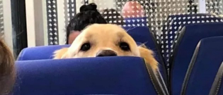 Illustration : "16 photos de chiens qui utilisent chaque jour les transports en commun pour se rendre au travail !"