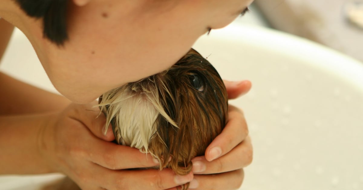 Laver Son Chien Les Etapes A Suivre Pour Un Bain Efficace