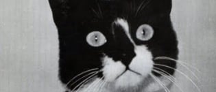 Illustration : "Légendaire parmi les félins, découvrez l’histoire de Sam, le chat qui a servi durant la Seconde Guerre et survécu à 3 naufrages !"