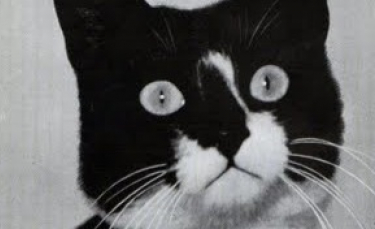 Illustration : "Légendaire parmi les félins, découvrez l’histoire de Sam, le chat qui a servi durant la Seconde Guerre et survécu à 3 naufrages !"