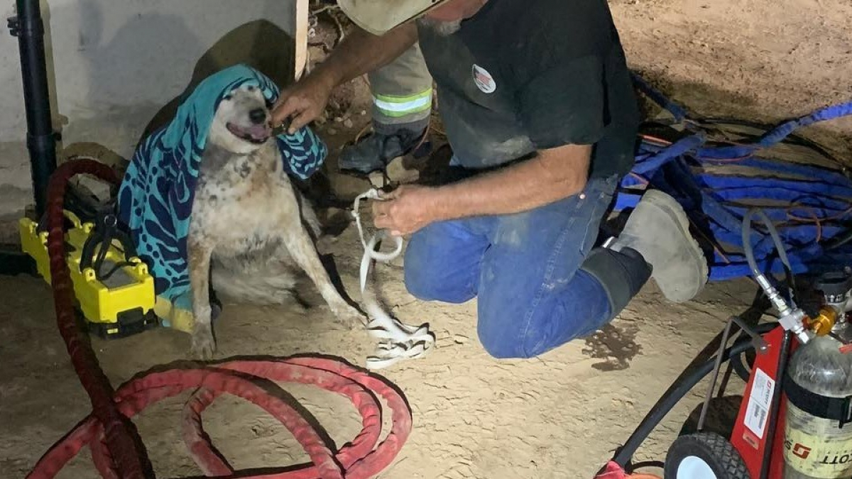 Illustration : "Un pompier se faufile dans un tuyau d'une profondeur de 3 mètres pour tenter d’extraire un chien pris au piège !"