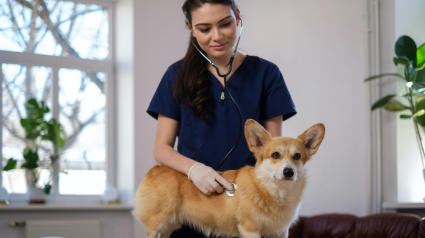 Illustration : Chien malade : pourquoi l’assurance est utile ?