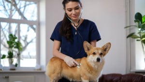 Illustration : Chien malade : pourquoi l’assurance est utile ?