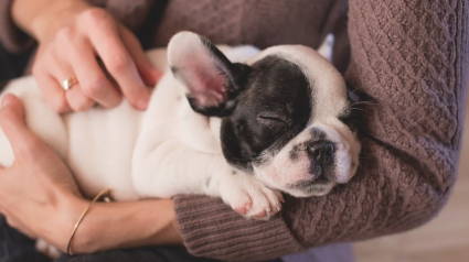 Illustration : Phytobiovet, une gamme de soins pour chiens et chats qui respecte la nature
