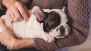Illustration : Phytobiovet, une gamme de soins pour chiens et chats qui respecte la nature