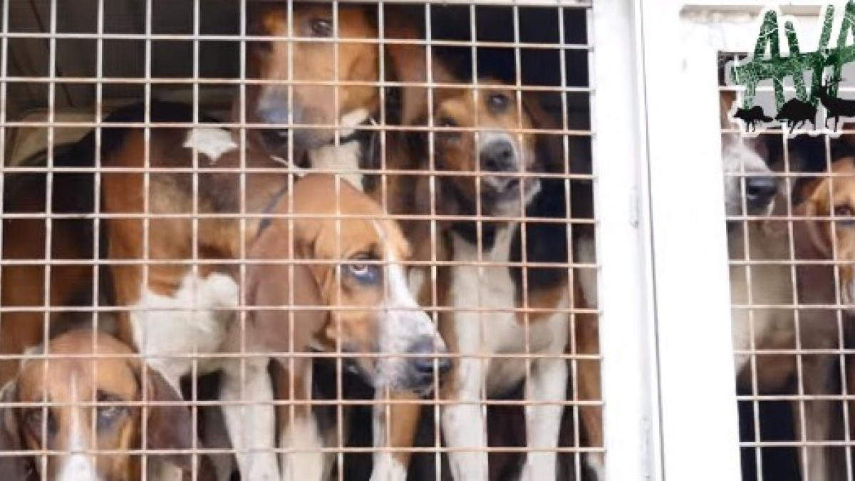 Illustration : "Le collectif AVA dénonce la chasse à courre et les conditions de vie des chiens utilisés"