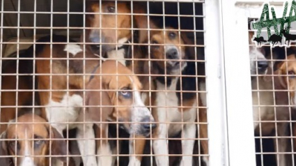 Illustration : Le collectif AVA dénonce la chasse à courre et les conditions de vie des chiens utilisés
