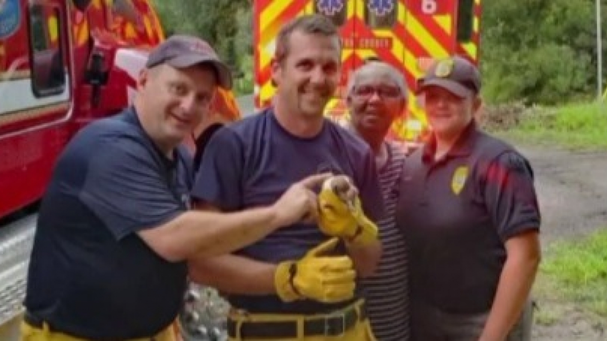 Illustration : "À l’aide d’une casserole et d’un tuyau en PVC, ces pompiers parviennent à sauver une portée de chiots et leur maman, coincées dans un caniveau !"