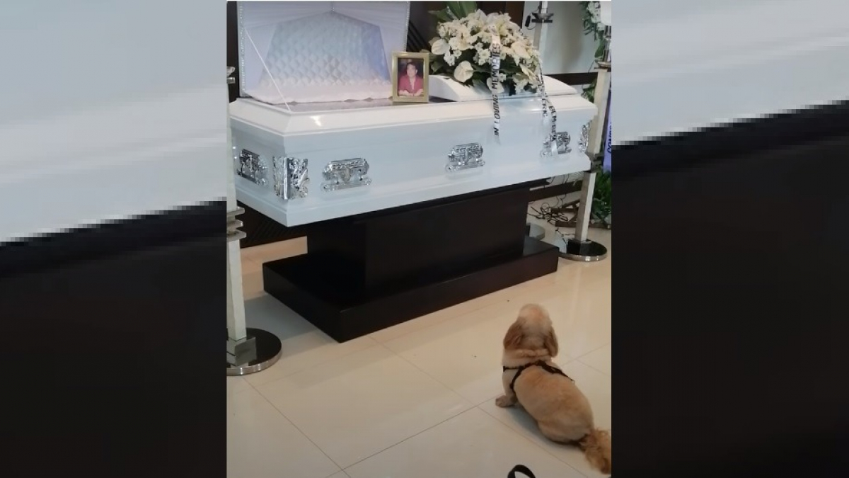 Illustration : "Ému par le décès de son propriétaire, ce Shih-Tzu ne parvient pas à quitter le cercueil de son défunt maître ! (Vidéo)"