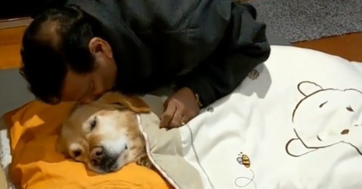 Golden Retriever Tout Savoir Sur Cette Race Dogsplanet Com