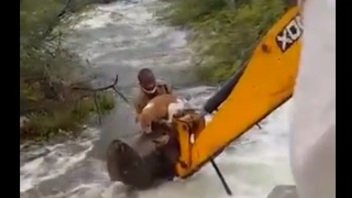 Illustration : "Cet homme s'accroche à son véhicule de chantier pour tenter de sauver un chien pris au piège par le puissant courant d'une rivière en crue ! (Vidéo)"