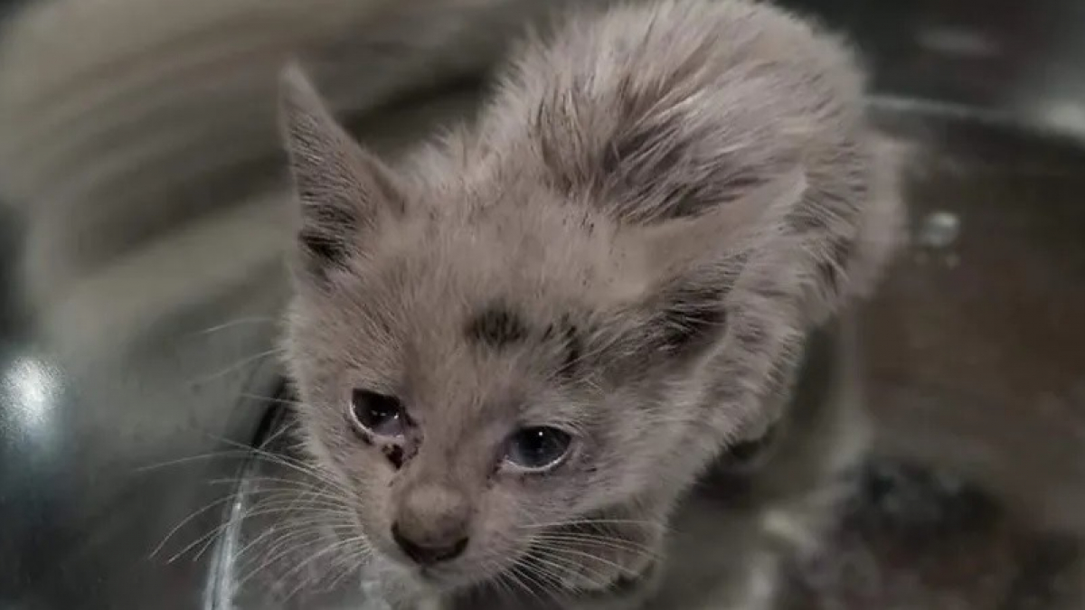 Illustration : "Un chaton errant et malade surprend ses sauveteurs lorsque sa fourrure passe du noir au blanc devant eux !"