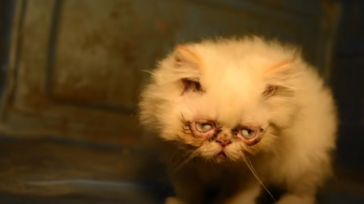 Illustration : "Secourue d’une usine à chats où elle ne servait qu’à la reproduction, cette chatte malade survit grâce au vétérinaire qui lui a retiré le nez !"