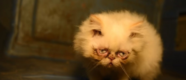 Secourue D Une Usine A Chats Ou Elle Ne Servait Qu A La Reproduction Cette Chatte Malade Survit Grace Au Veterinaire Qui Lui A Retire Le Nez Secourue D Une Usine A Chats Ou Elle Ne Servait Qu A La Reproduction Cette Chatte Malade Survit Grace Au Veterinaire Qui Lui A Retire Le Nez