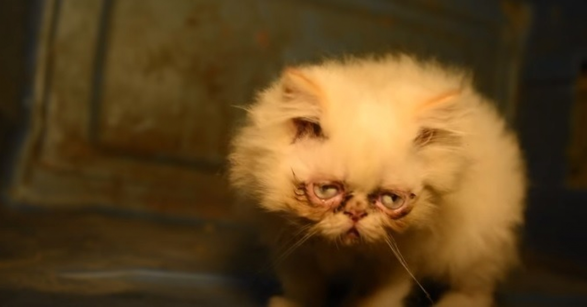 Secourue D Une Usine A Chats Ou Elle Ne Servait Qu A La Reproduction Cette Chatte Malade Survit Grace Au Veterinaire Qui Lui A Retire Le Nez