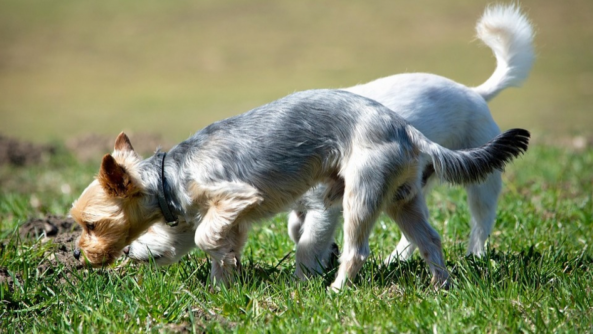 Illustration : "La coprophagie a-t-elle joué un rôle dans l’évolution de la domestication des chiens par l’Homme ?"