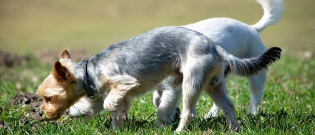 Illustration : "La coprophagie a-t-elle joué un rôle dans l’évolution de la domestication des chiens par l’Homme ?"