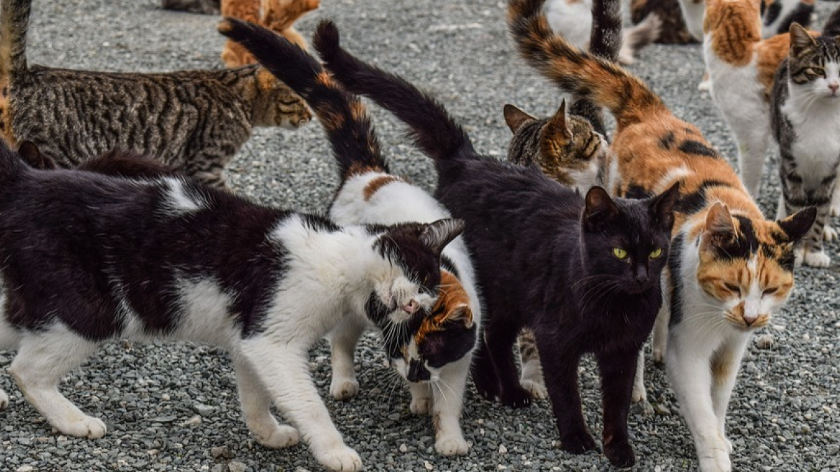 Illustration : "La Fondation 30 Millions d’Amis intervient et prend en charge près de 100 chats livrés à eux-mêmes dans une maison devenue inhabitable "