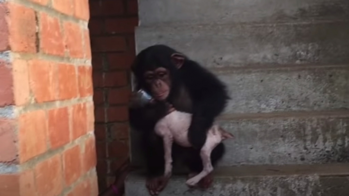 Illustration : "Sauvé alors qu'il avait perdu tout espoir, ce chiot redécouvre l'amour lorsqu'il est pris en charge par une femme puis choyé par des chimpanzés ! "