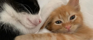 Illustration : "Un chaton à 3 pattes découvre l’amitié après avoir lutté pour survivre dans sa fratrie !"