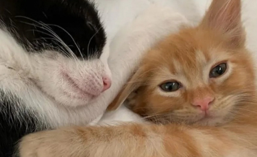 Illustration : "Un chaton à 3 pattes découvre l’amitié après avoir lutté pour survivre dans sa fratrie !"