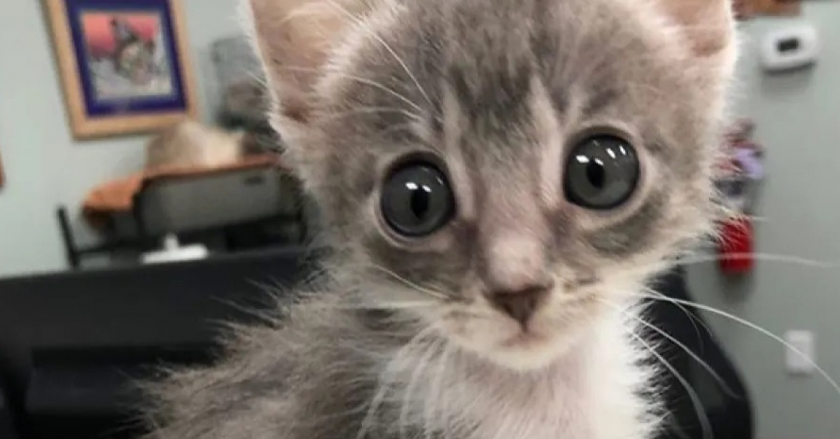 L Adorable Combat D Un Chaton Errant Aux Yeux Lunaires Decide A Se Battre Pour Survivre Age De 2 Mois Il Avait L Apparence D Un Chaton De 3 Semaines