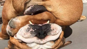 Illustration : 18 chiens qui ont décidé de vivre leurs vies comme ils l’entendent sans se soucier du regard des autres !