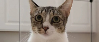 Illustration : "Une chatte errante de 3 kilos vient réclamer l’aide de vétérinaires pour lui permettre de donner naissance à tous ses chatons"