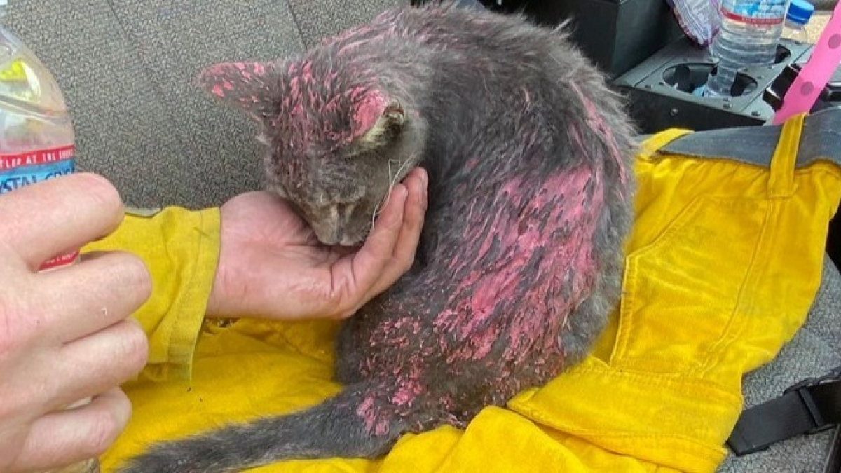 Illustration : "Des pompiers californiens découvrent un chat recouvert de produit coupe-feu. Affaibli par des brûlures, il souffrait de déshydratation"