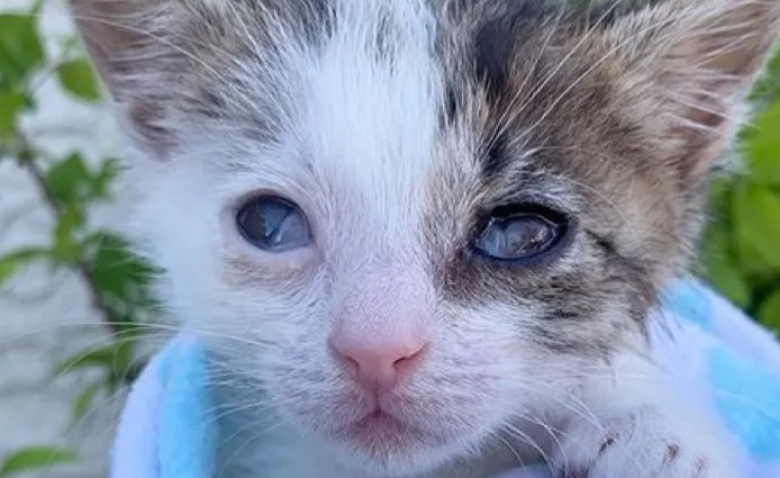 Decouvert Dans Les Rues Les Yeux Infectes Et Couverts De Croutes Ce Chaton De 130 Grammes A Tout Donne Pour Connaitre La Chaleur D Un Foyer
