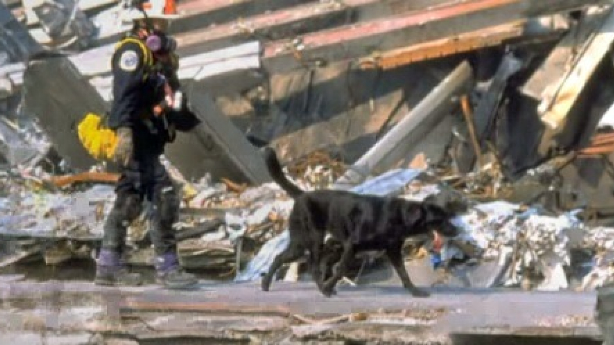 Illustration : "Un diagnostic sur les chiens de sauvetage qui ont servi lors des attentats du 11 septembre donne un aperçu de leurs capacités exceptionnelles"
