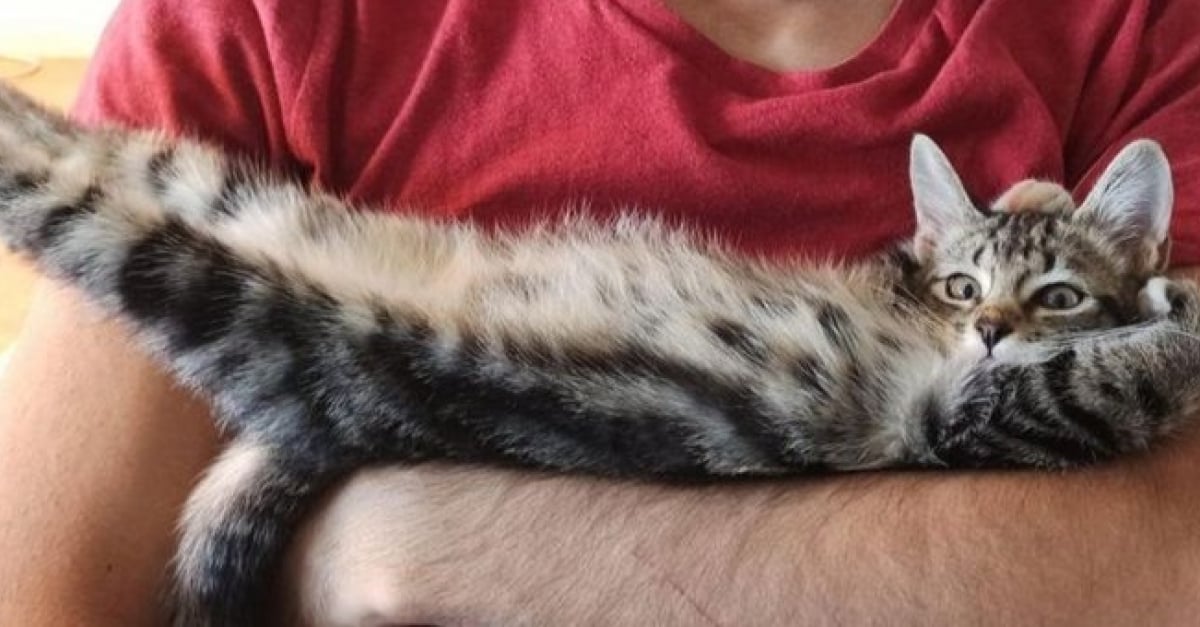 14 Animaux Aux Postures Extravagantes Qui Ont Decide De Tout Donner Pendant Leur Shooting Photo 14 Animaux Aux Postures Extravagantes Qui Ont Decide De Tout Donner Pendant Leur Shooting Photo