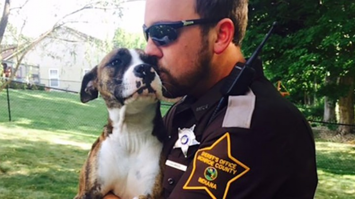 Illustration : "Une chienne Pitbull attend vainement l’arrivée de ses propriétaires dans le parc où ils l’ont abandonnée et découvre l’amour dans les bras du policier venu à son secours ! "