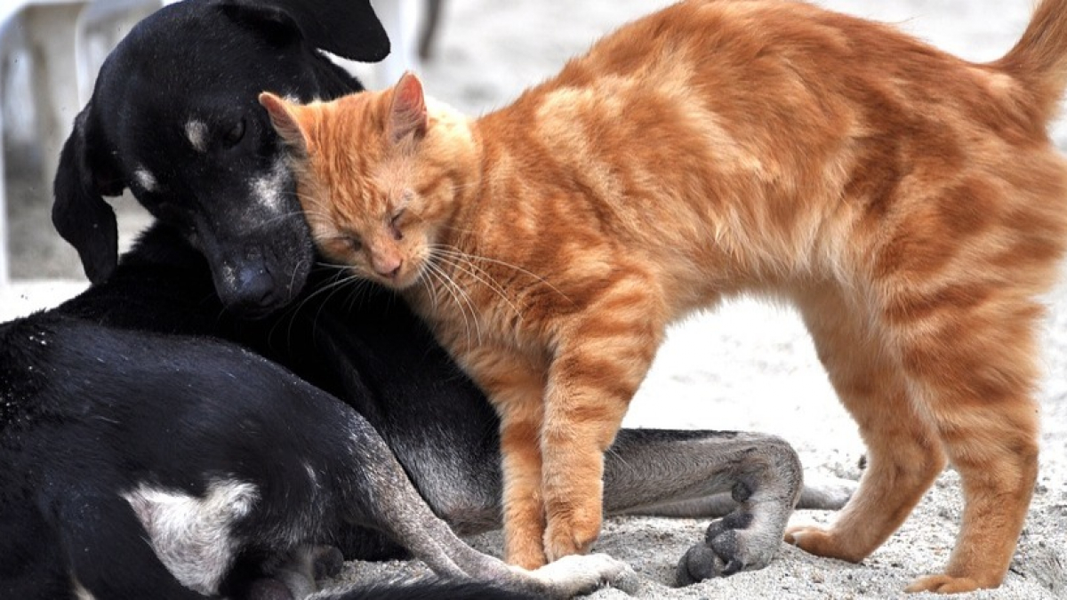 Illustration : "Un quinquagénaire se voit retirer la garde de ses animaux après les avoir laissés 3 mois, sans eau ni nourriture dans un logement rempli d’excréments !"