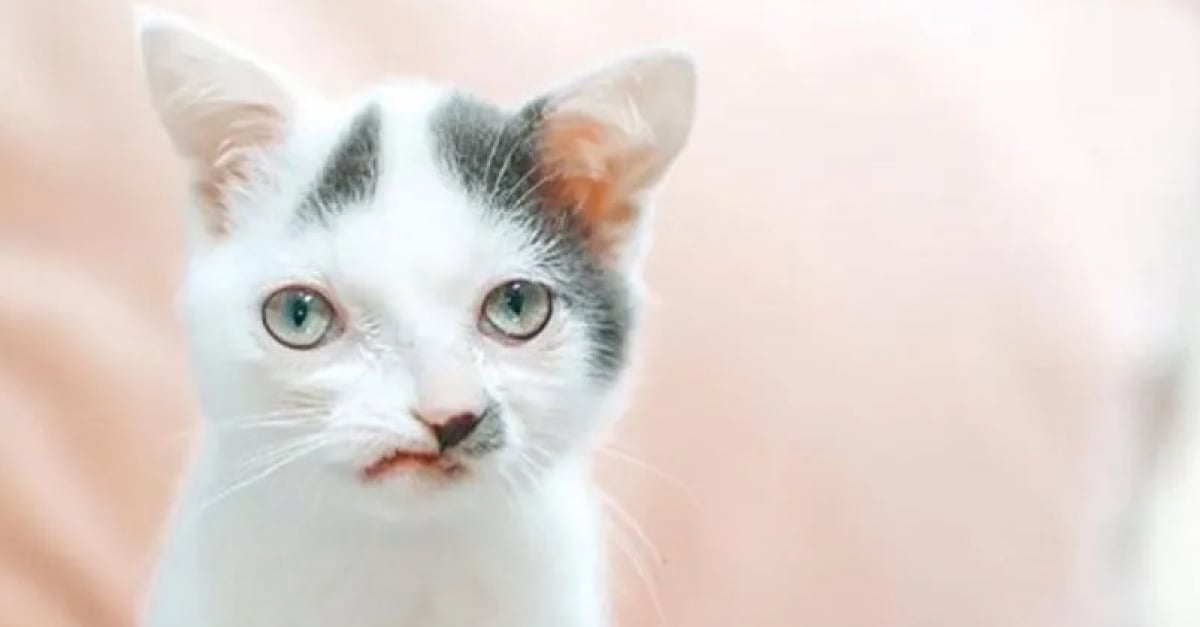 Un Chaton Couvert De Puces Et Atteint D Une Infection Pulmonaire Defie Les Pronostics Apres Une Batterie D Operations Chirurgicales Un Chaton Couvert De Puces Et Atteint D Une Infection Pulmonaire Defie Les Pronostics Apres Une Batterie D Operations Chirurgicales