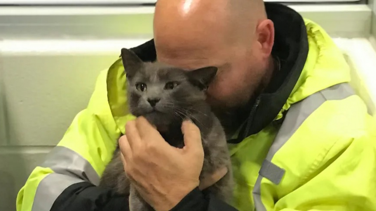 Illustration : "Ému par la disparition de son chat qui l’accompagne partout, ce conducteur de poids lourds fond en larmes quand il le retrouve après plusieurs mois de recherches"