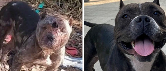 Illustration : "Passionné par les Pitbulls, cet homme tente de sauver une chienne abandonnée dans les bois, victime de violence et couverte de blessures !"